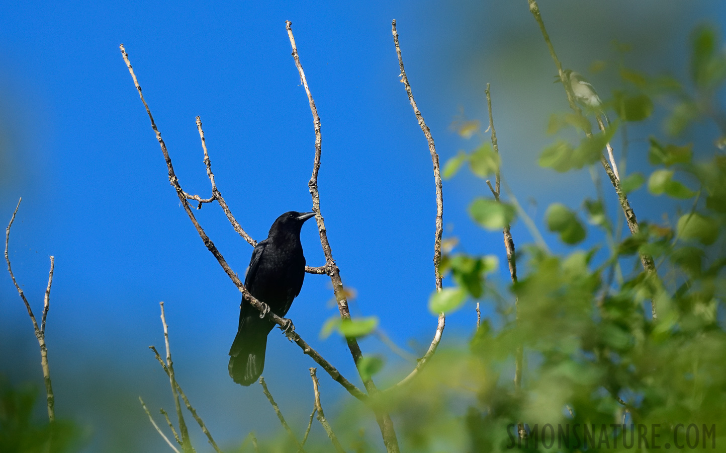 Corvus brachyrhynchos brachyrhynchos [400 mm, 1/4000 Sek. bei f / 7.1, ISO 1600]